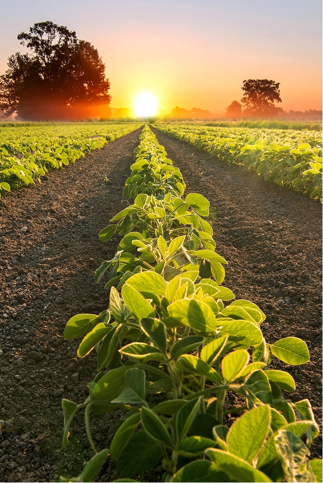 Rows of green crops with a sunrise in the background
