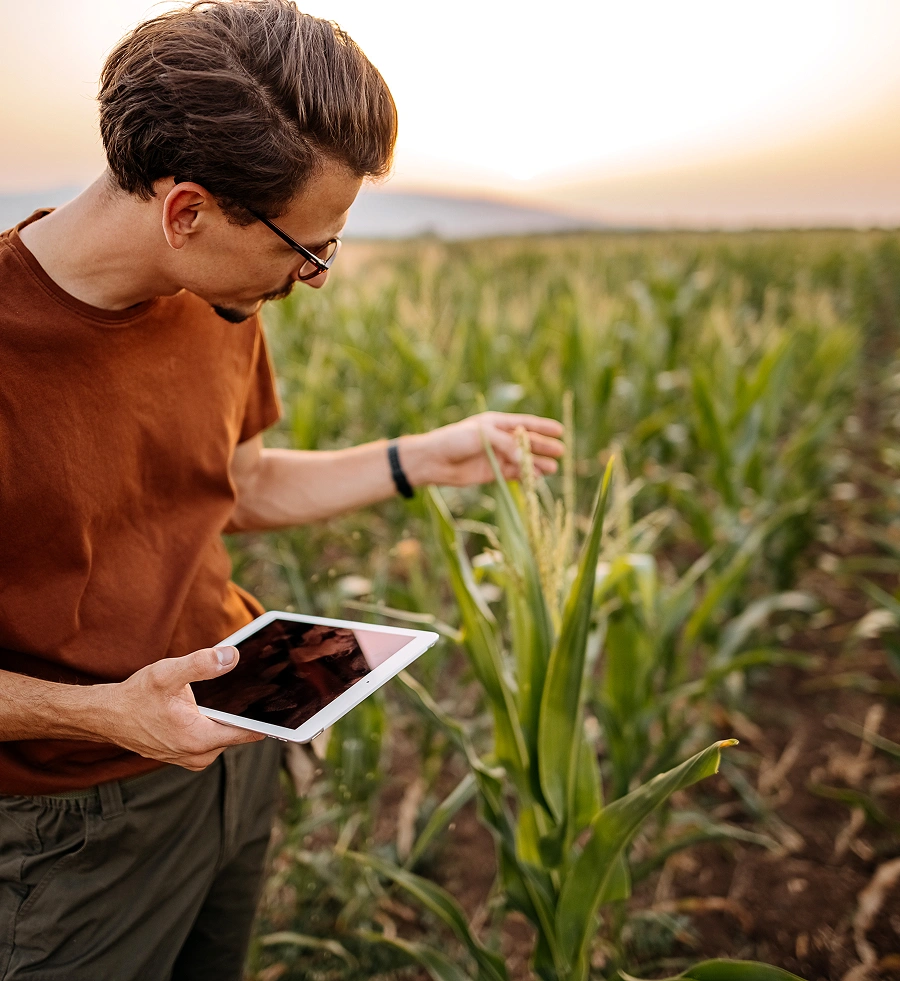 Person examining corn plants while holding a tablet in a field at sunset