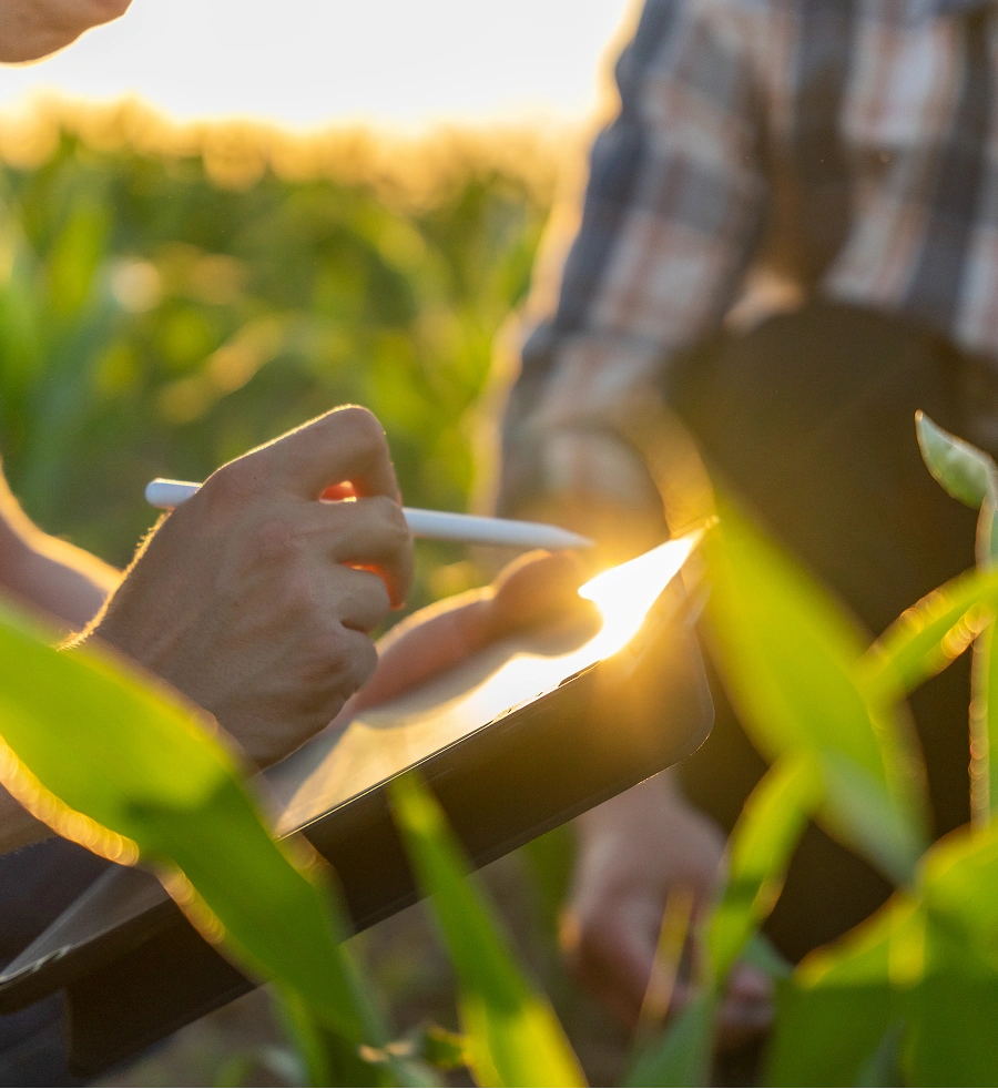 Person writing on a clipboard in a sunlit field of crops