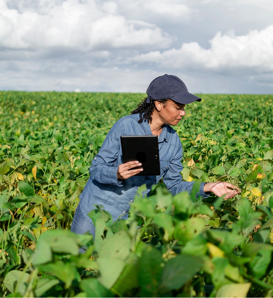 Woman in a blue shirt and cap examining plants in a green field