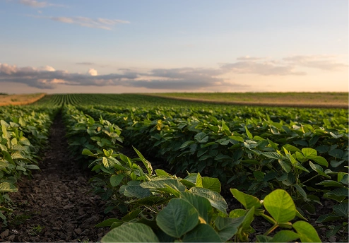 Lush green crop field under a sunset sky with scattered clouds