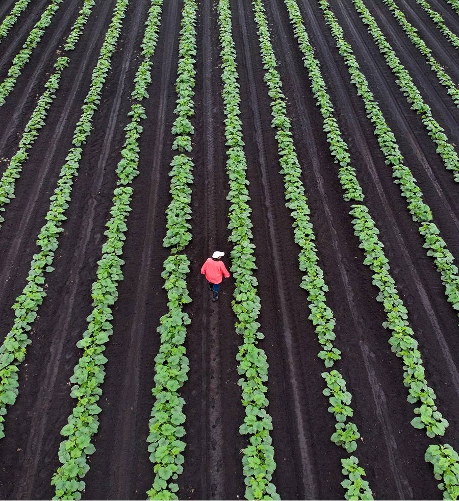 Person walking through rows of green crops in a field
