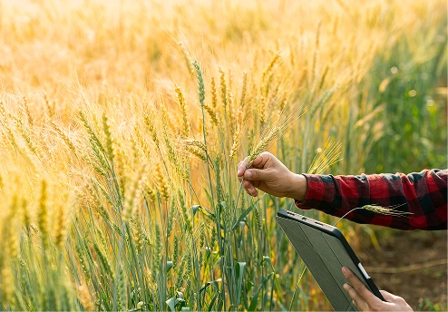 Person examining wheat plants while holding a tablet in a field