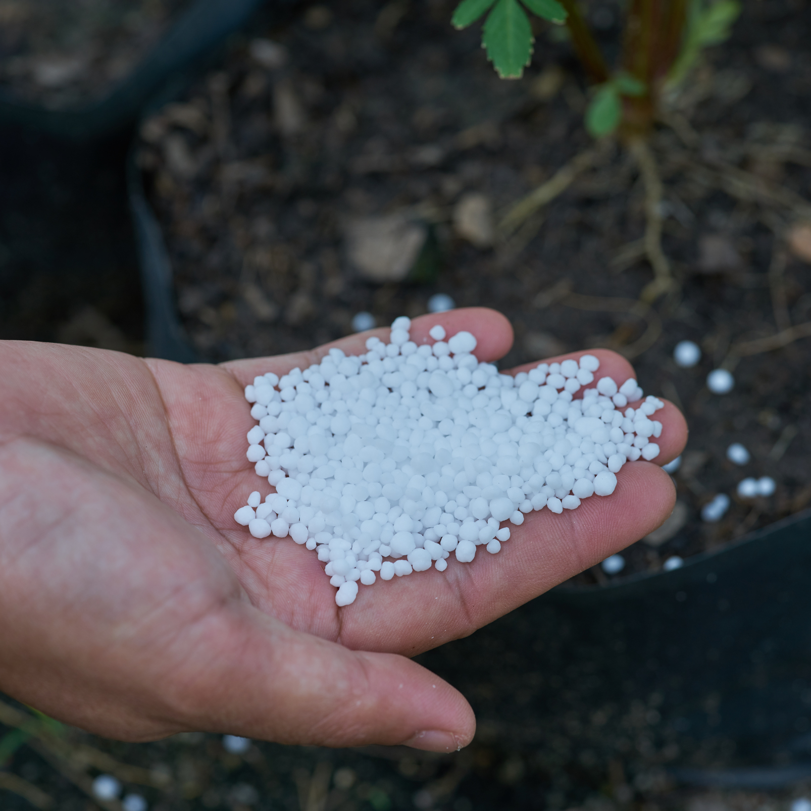 Hand holding white granules above soil in a garden setting