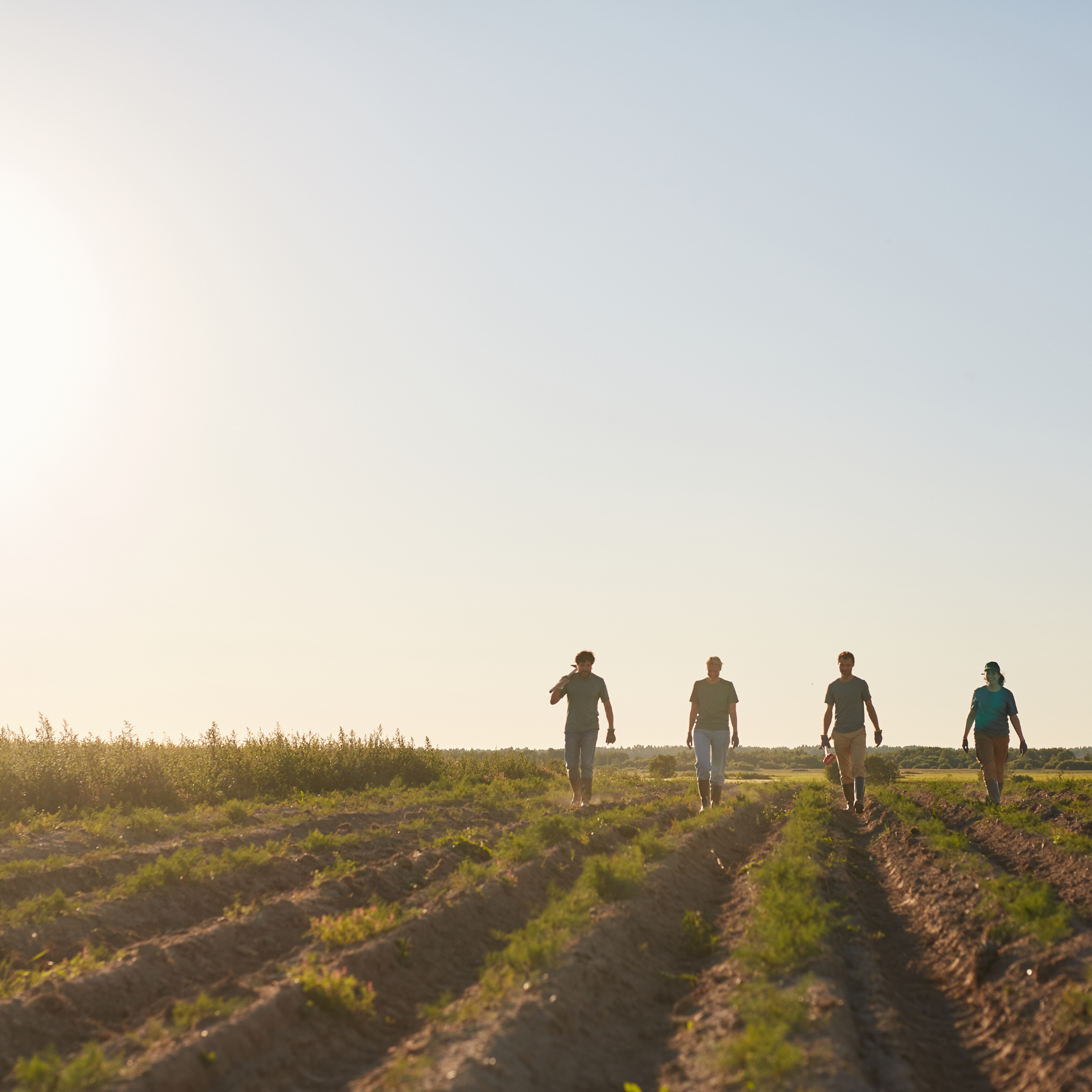 Four people walking through a sunlit farm field at sunset