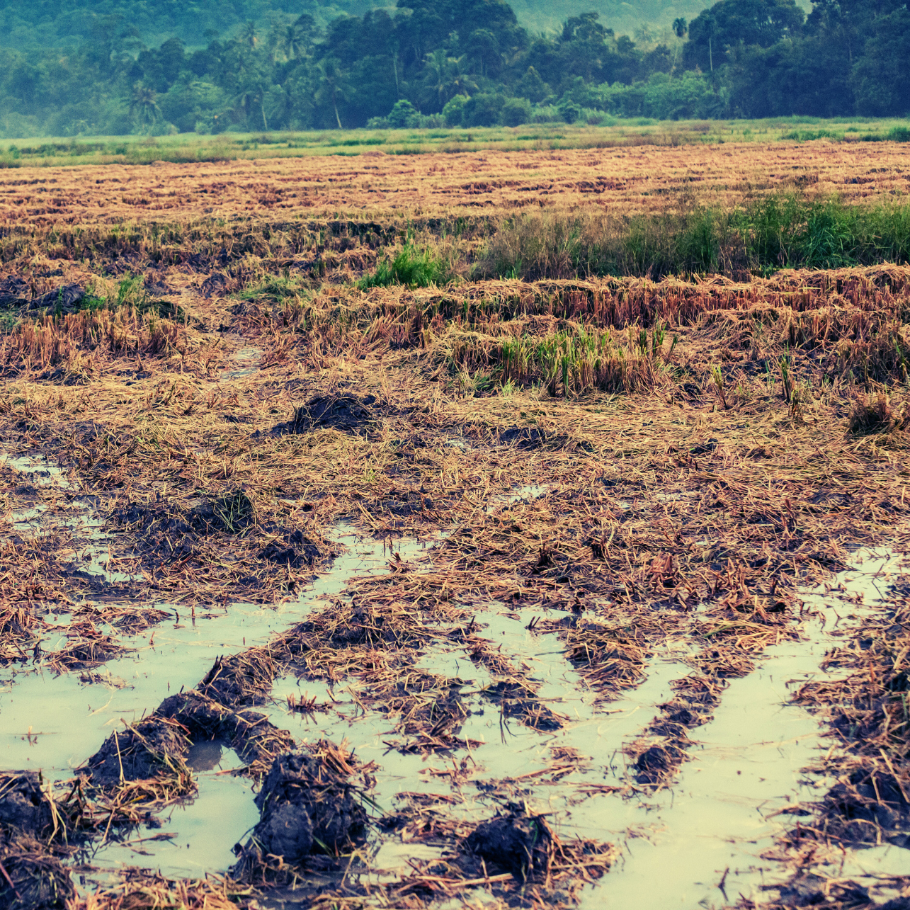 Harvested rice field with muddy tracks and distant trees