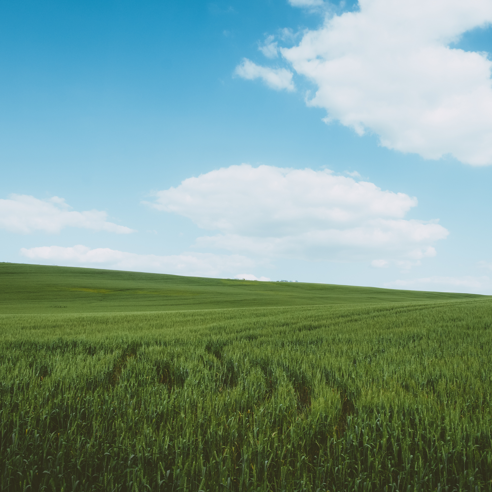 Lush green field under a bright blue sky with fluffy clouds