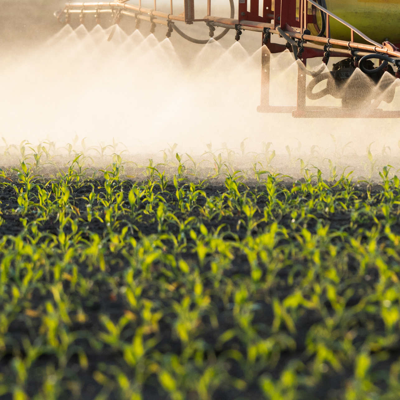 Spraying pesticide over a field of young corn plants
