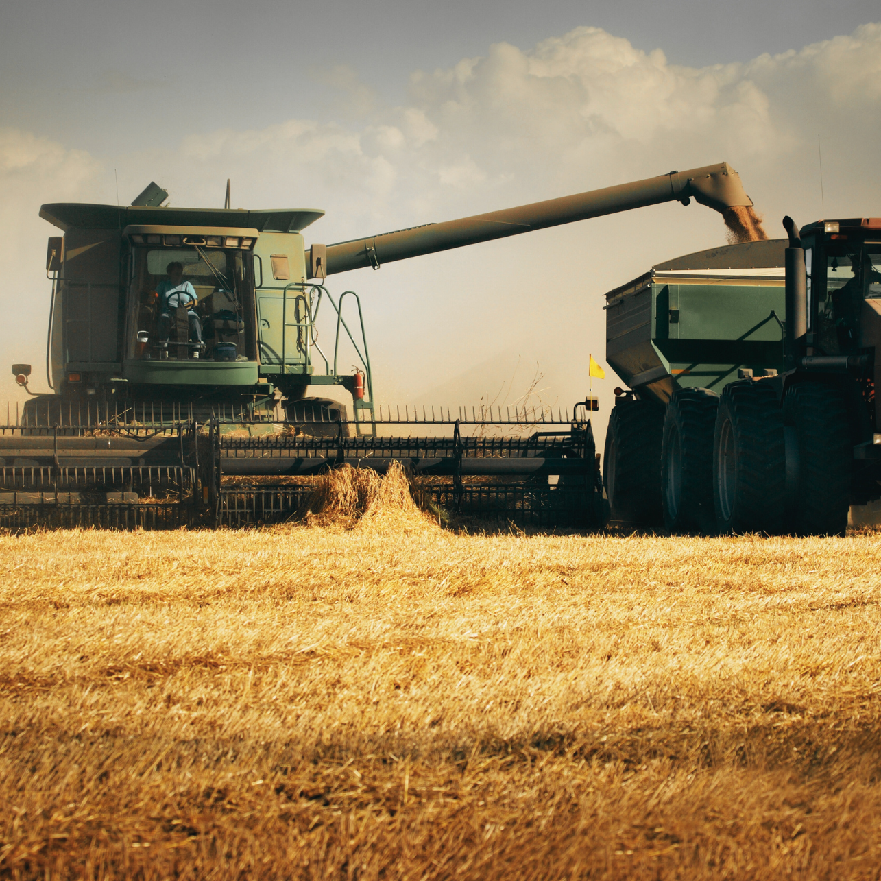 Harvesting equipment working in a golden wheat field under a cloudy sky