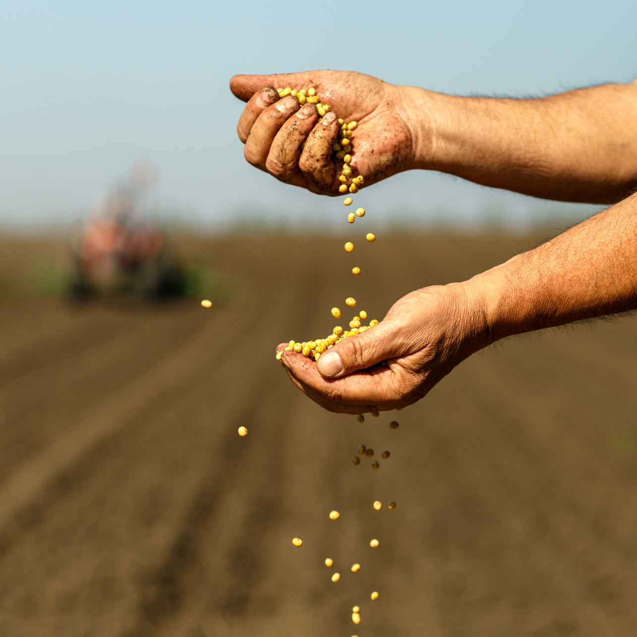 Hands pouring yellow seeds onto freshly tilled soil in a field