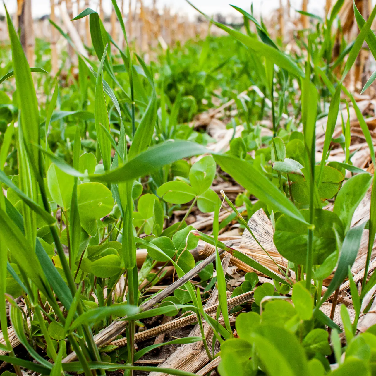 Close up of cover crops in a field