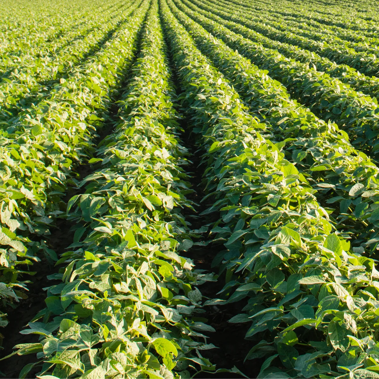 Rows of healthy green leafy crops