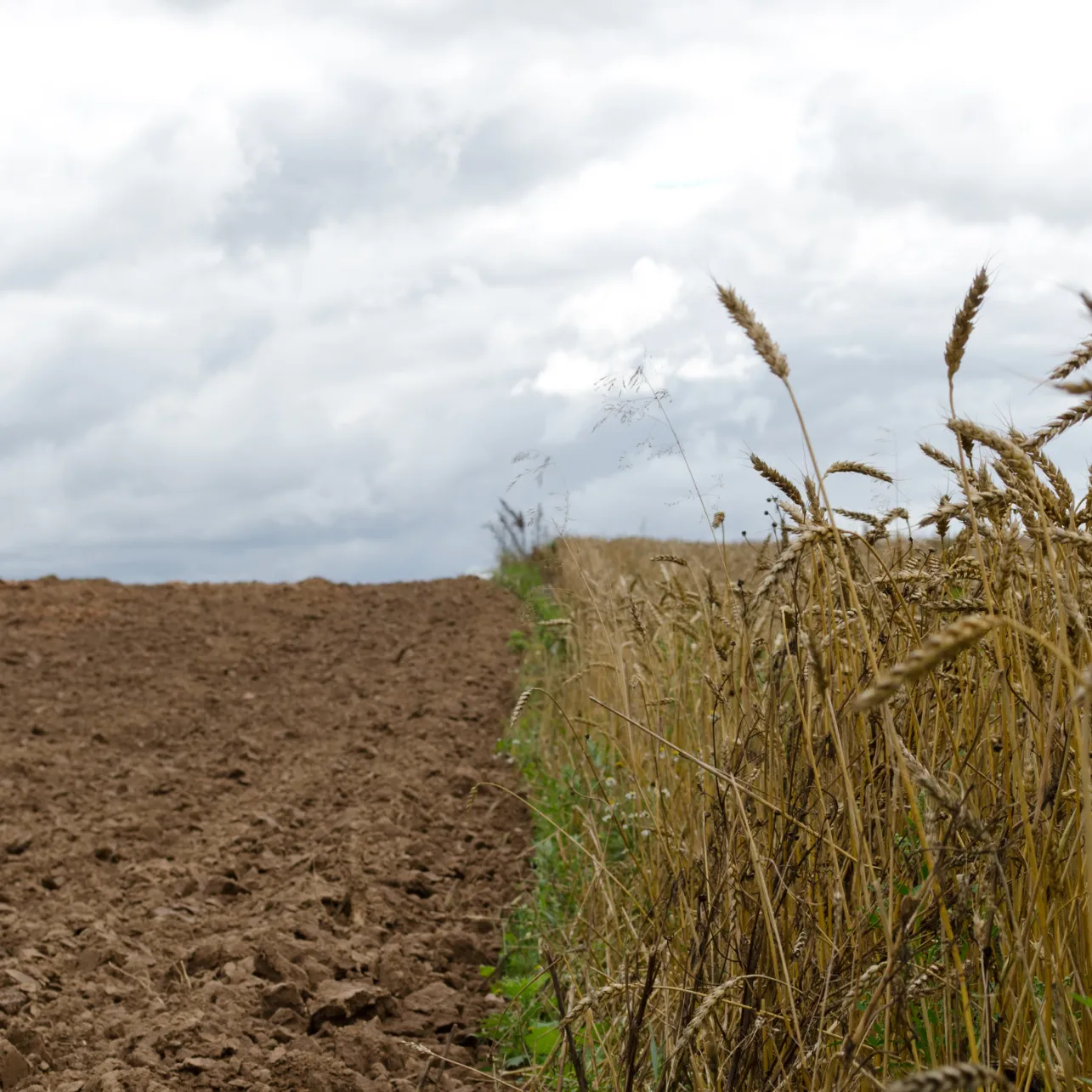 Field of crops