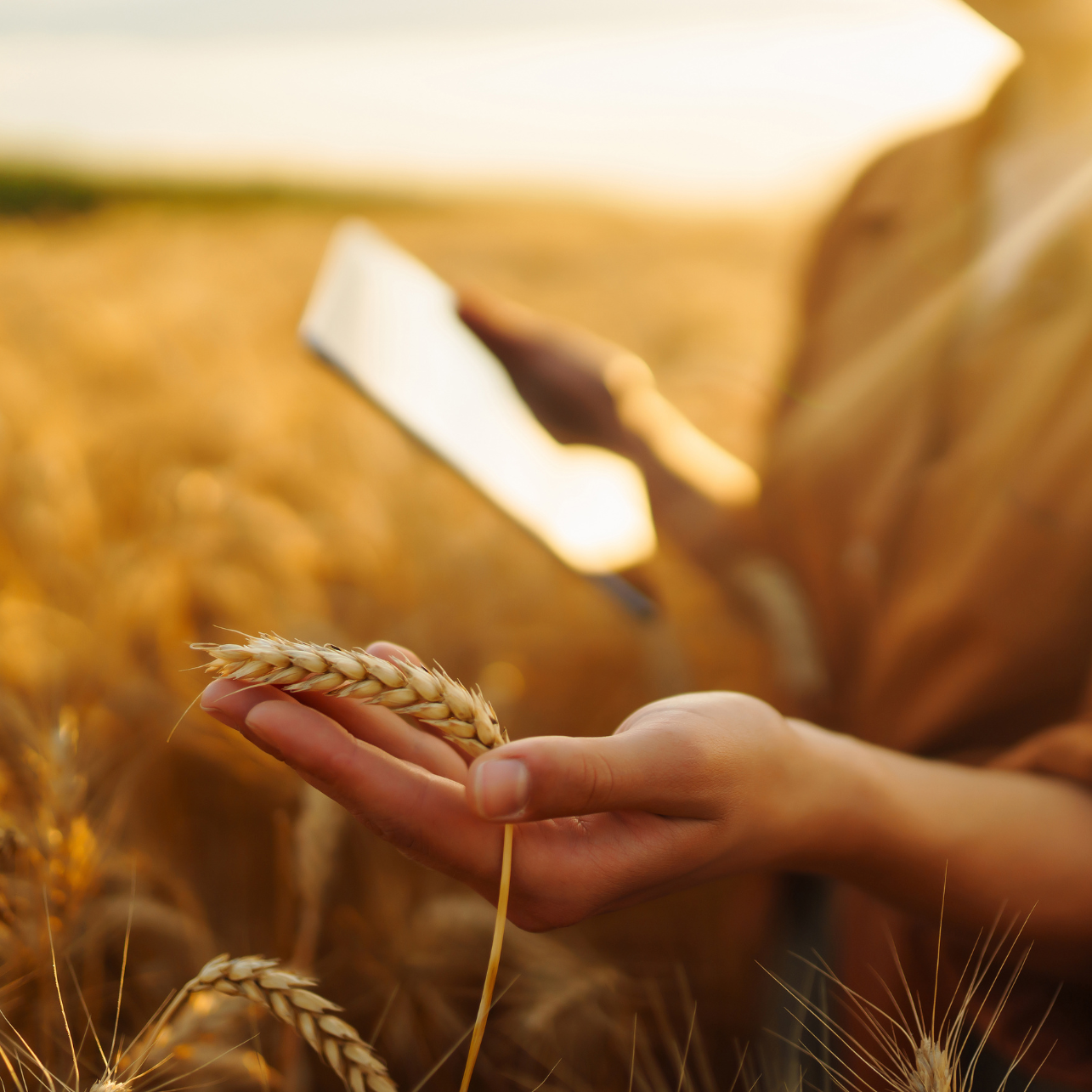 Farmer in field holding wheat plant kernel in hand