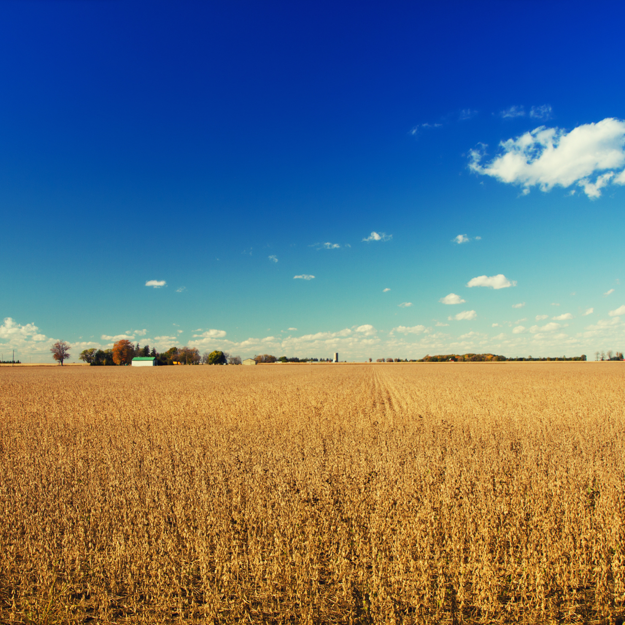 Ontario Soybean Field in Fall