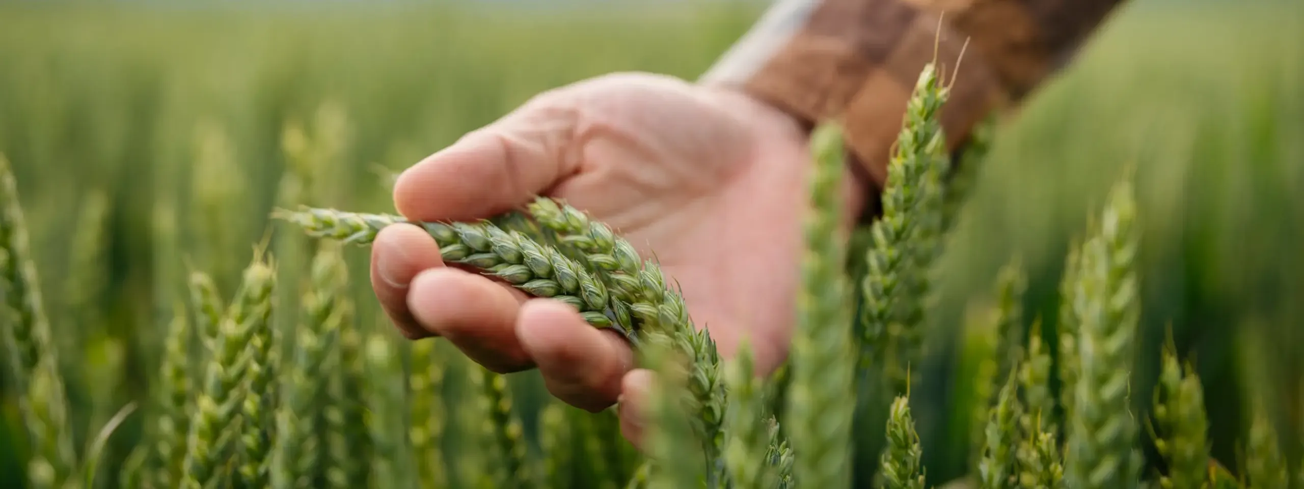 Hand holding weight in a field