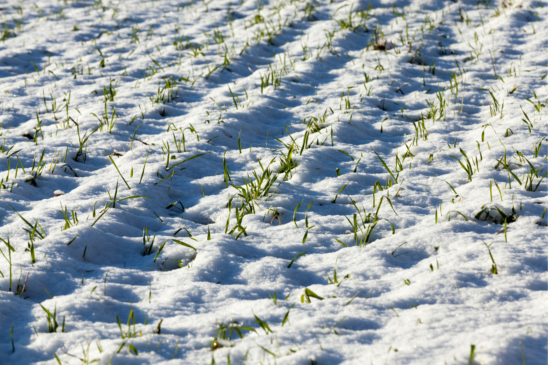 Winter Wheat Field covered in light layer of snow