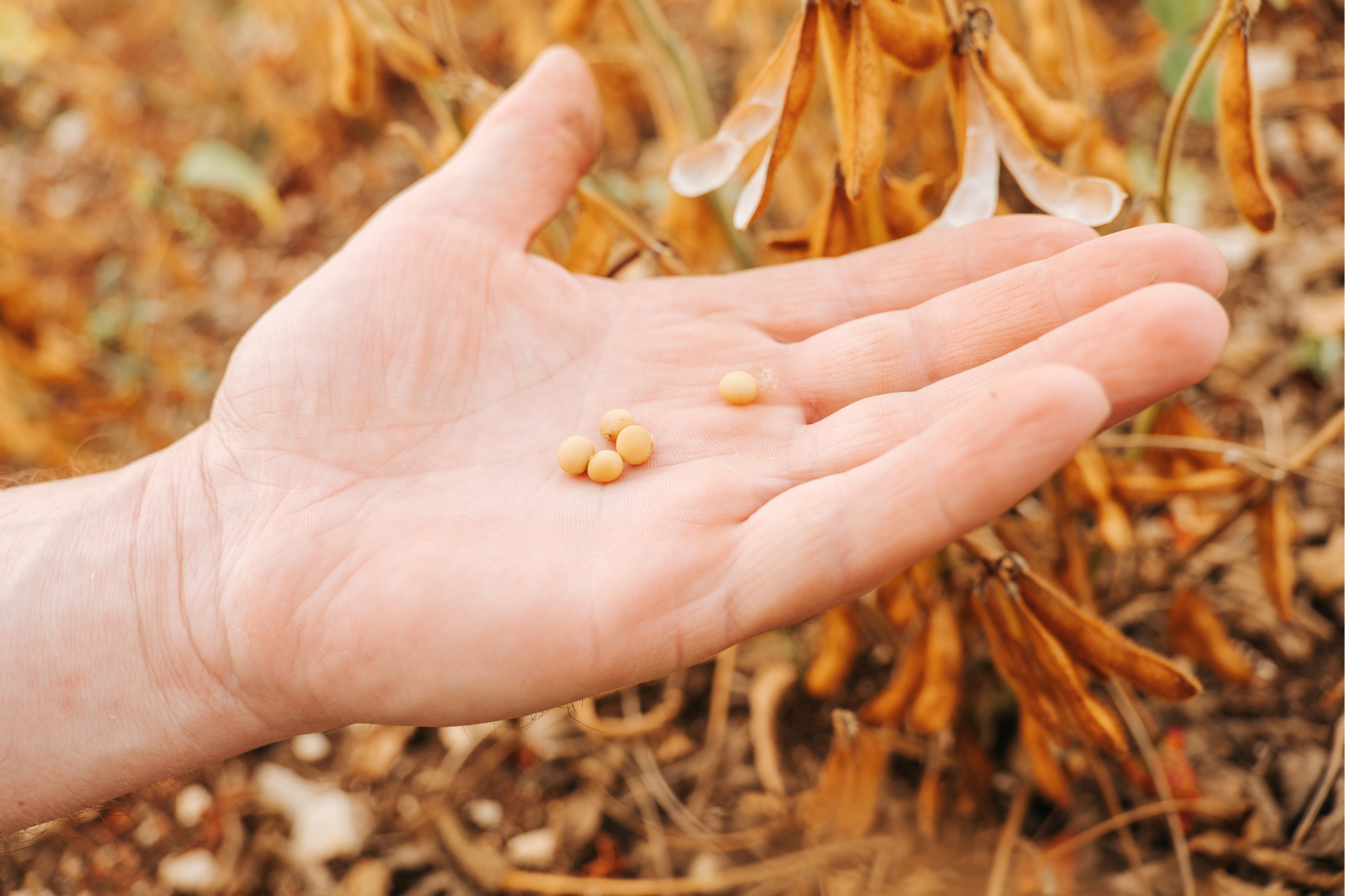 soybean seeds in palm of hand