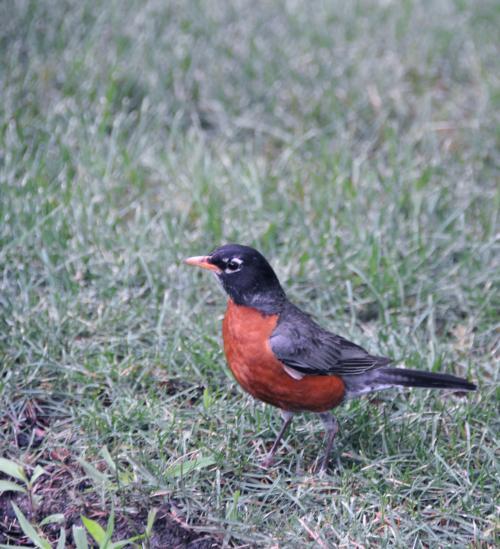 A colorful bird takes a look around campus.