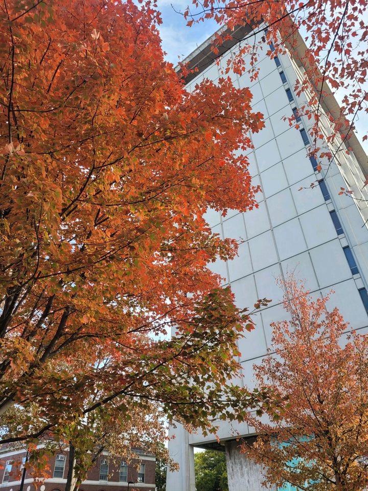 William James Hall Tree