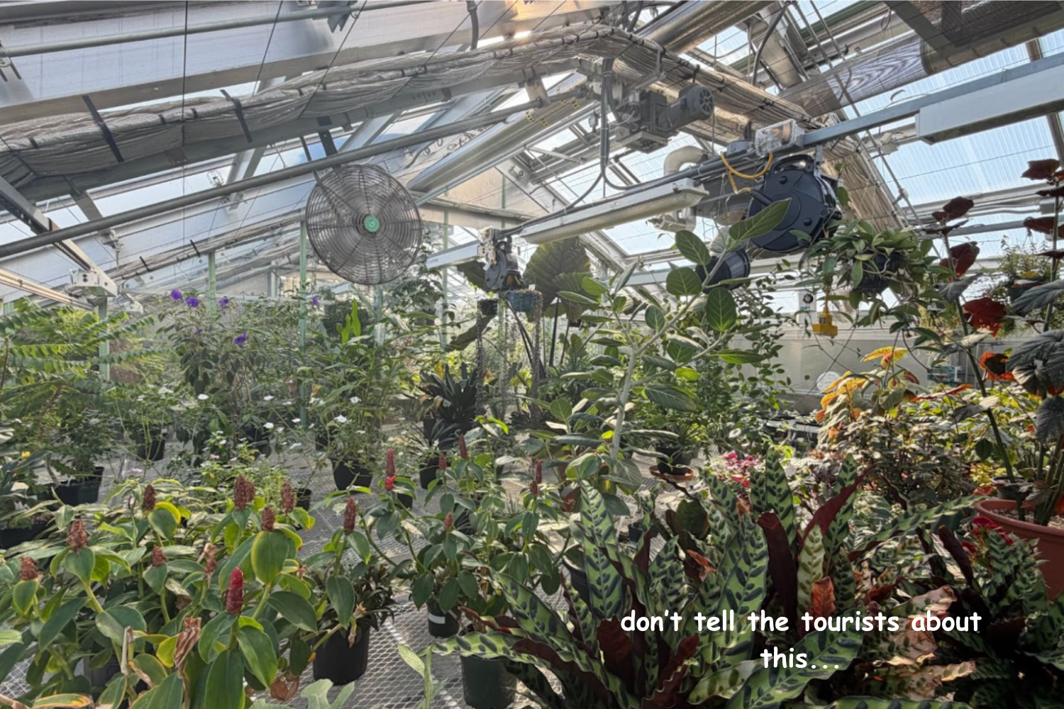 Don't tell the tourists about this