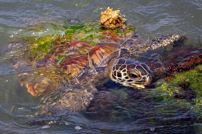 A turtle swimming in the water
AI-generated content may be incorrect.