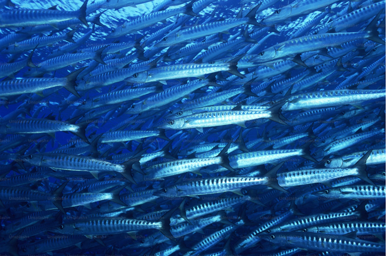 A school of fish in the water
AI-generated content may be incorrect.