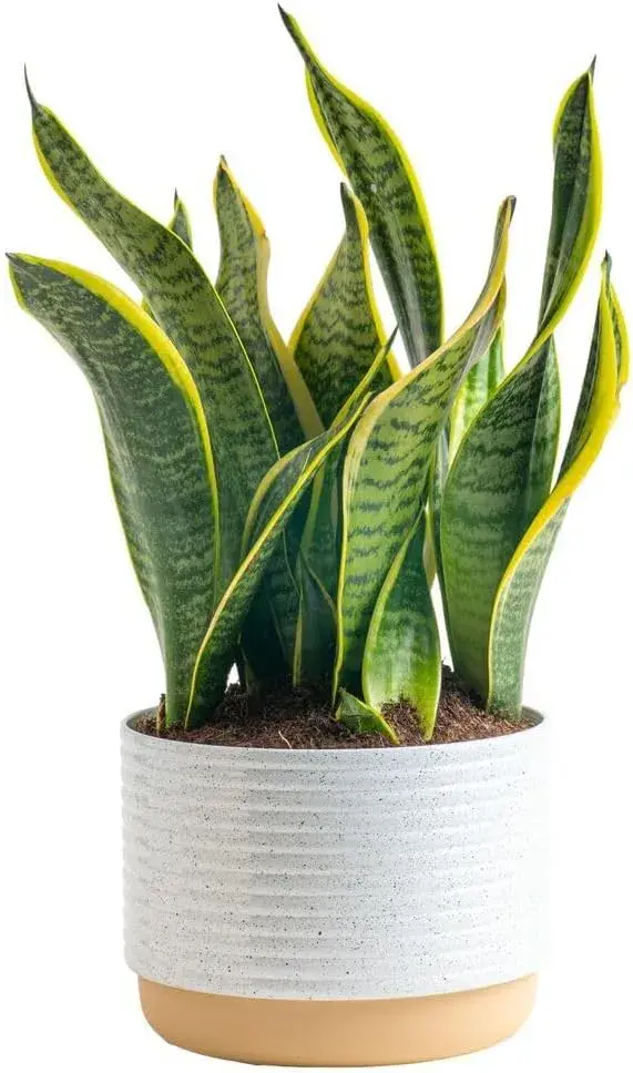 Snake Sansevieria
