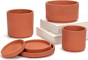 Shallow Terracotta Pots Plant