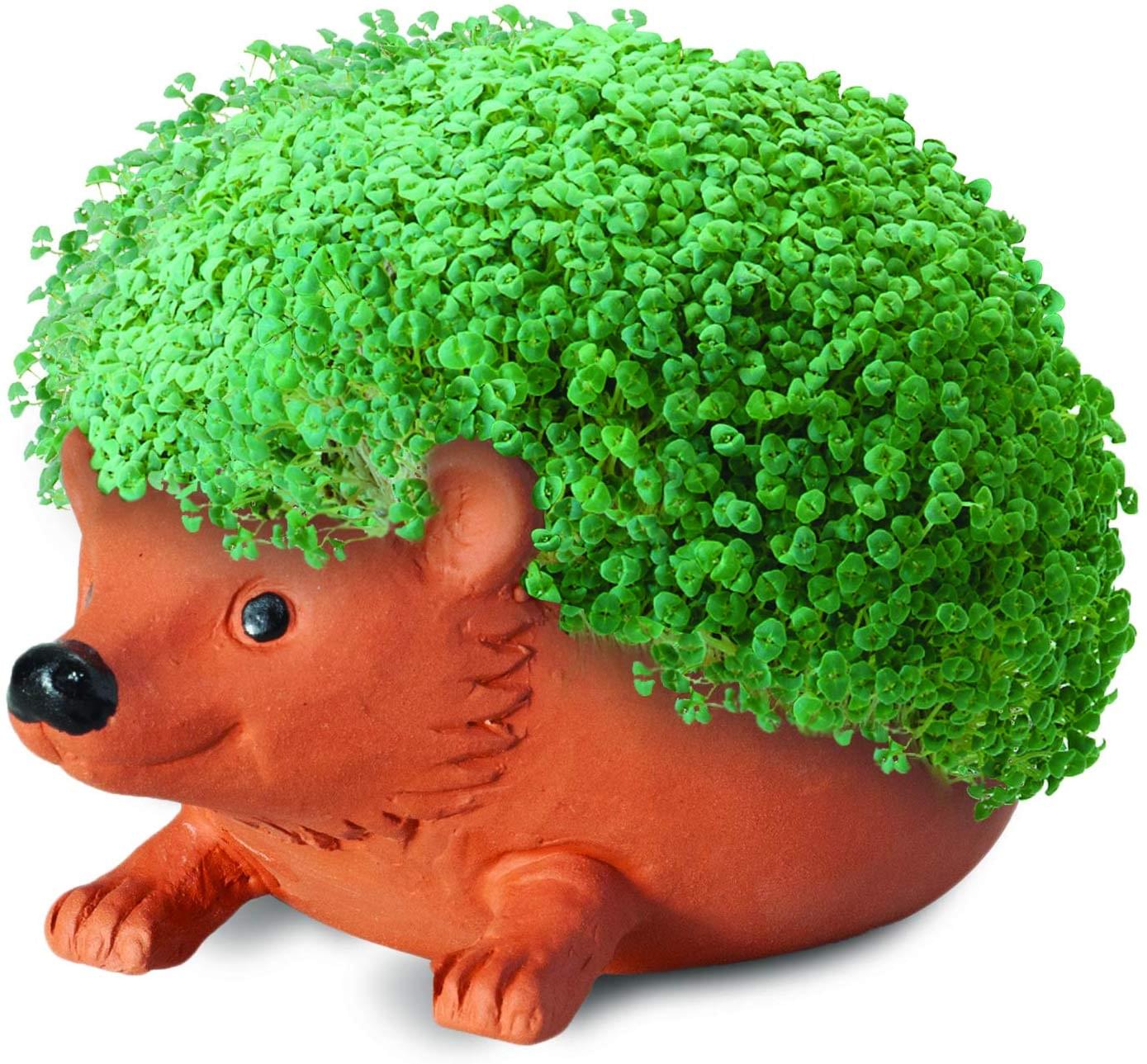 Hedgehog Chia Pet Decorative Planter 21363004382 eBay