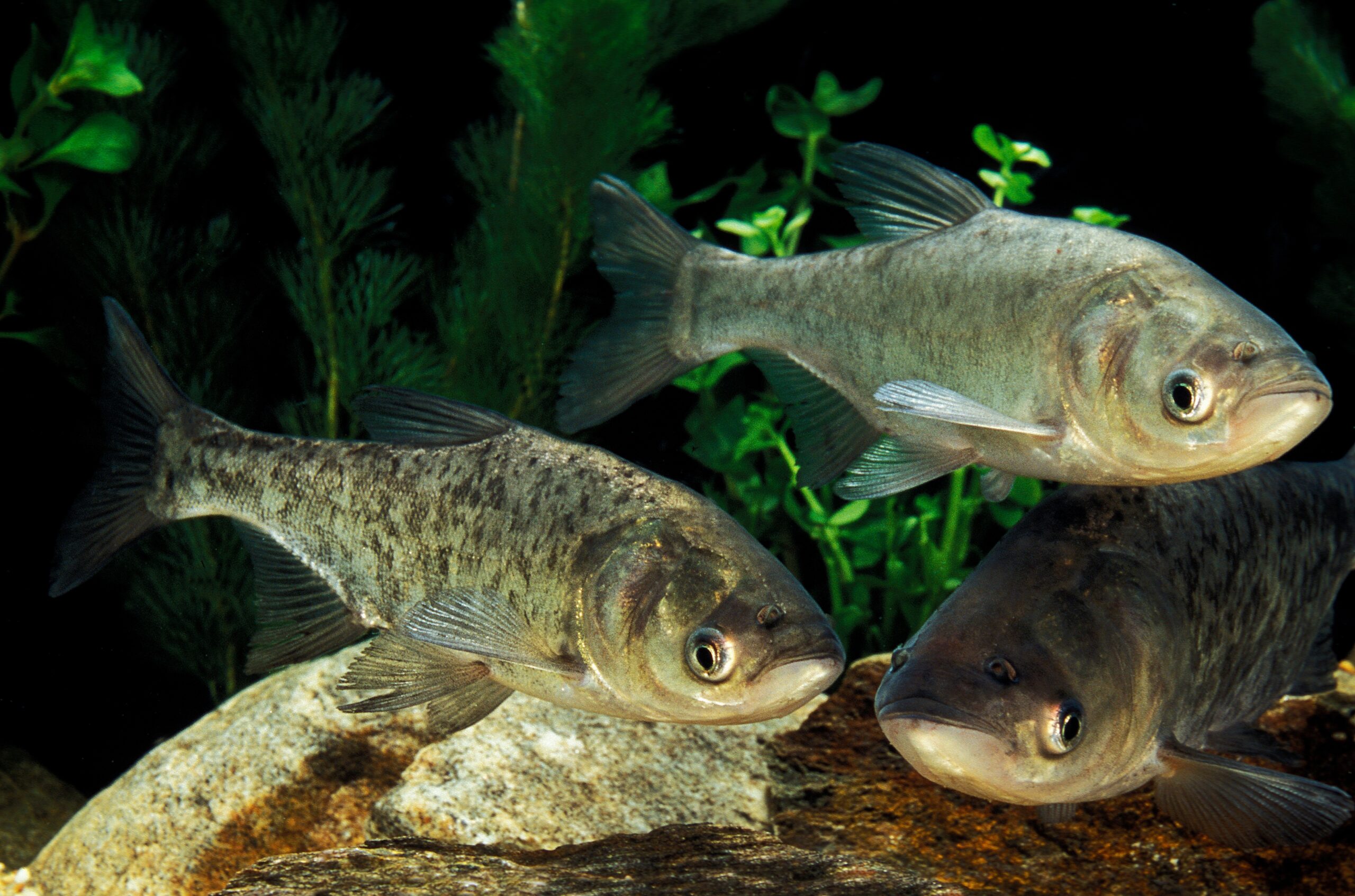 1_INVASIVES