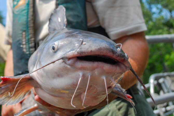 MARYLAND-INVASIVES