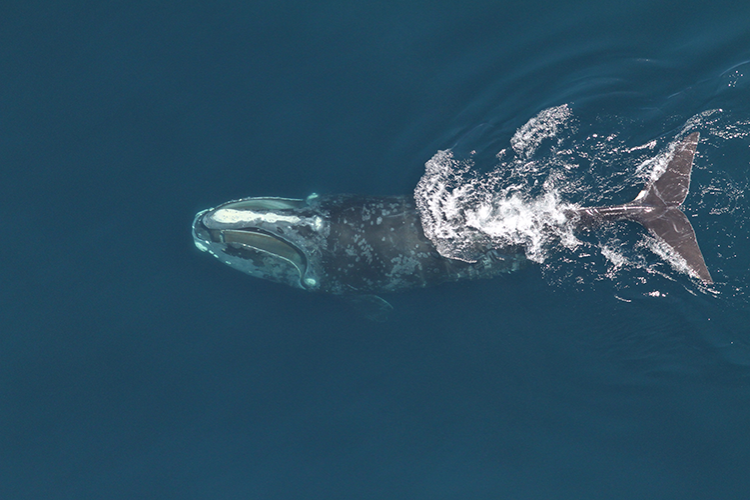 RIGHT-WHALES RIGHT-WHALES