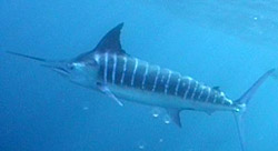032609_marlin