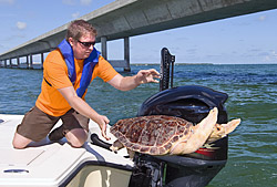 061810_Turtle_single
