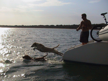 38_divedog_01 38_divedog_01