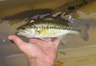 bass0510