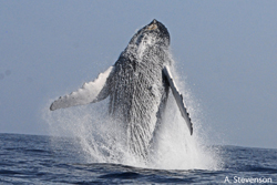 humpback0806