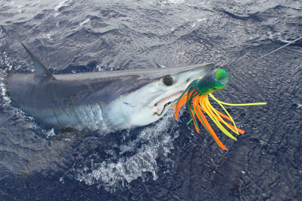 mako0224 mako0224
