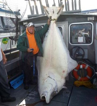 halibut0715 halibut0715