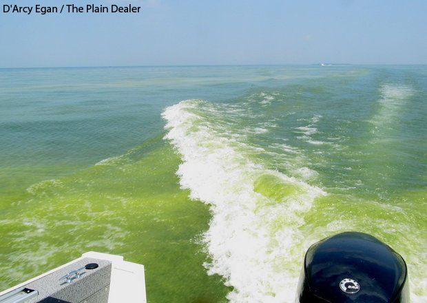 algae0804 algae0804