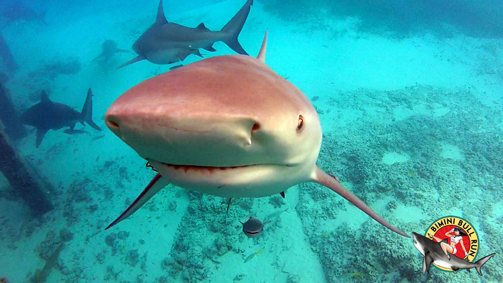 sharkwedding1202