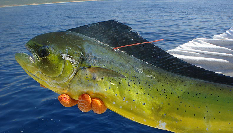 dolphinfish1021 dolphinfish1021