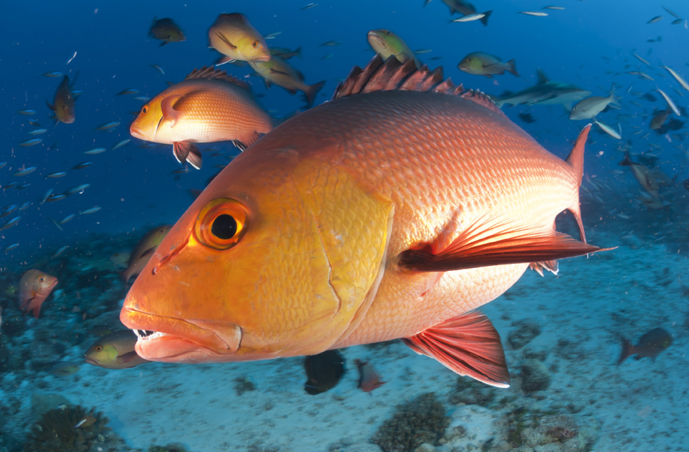 snapper1102