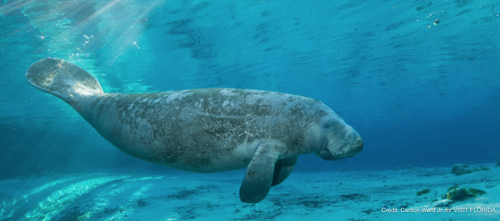 manatee0403 manatee0403