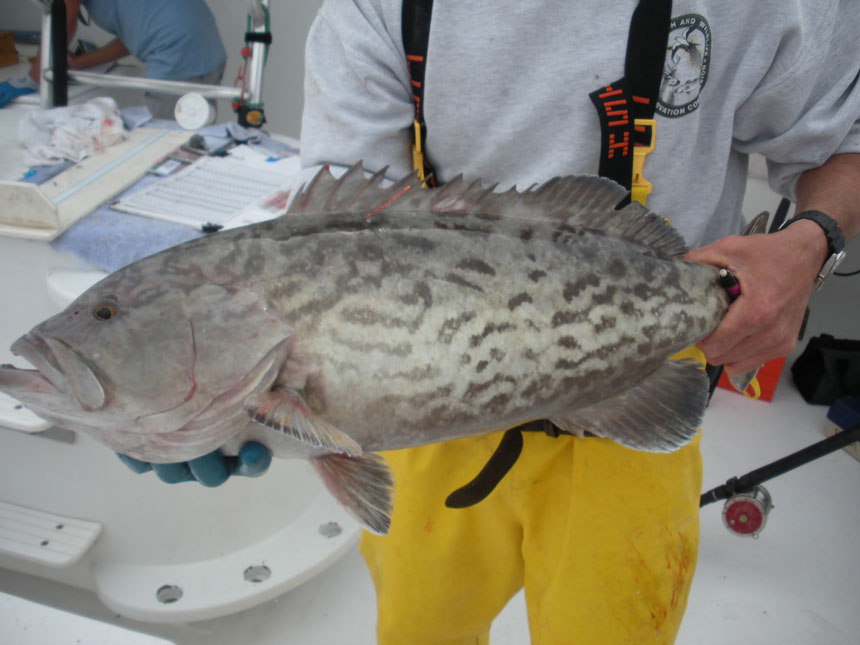 gulf_fisheriesx860