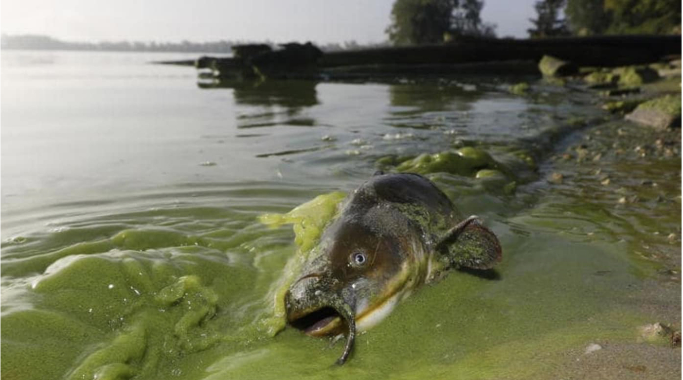 wrda-addresses-algae-blooms wrda-addresses-algae-blooms