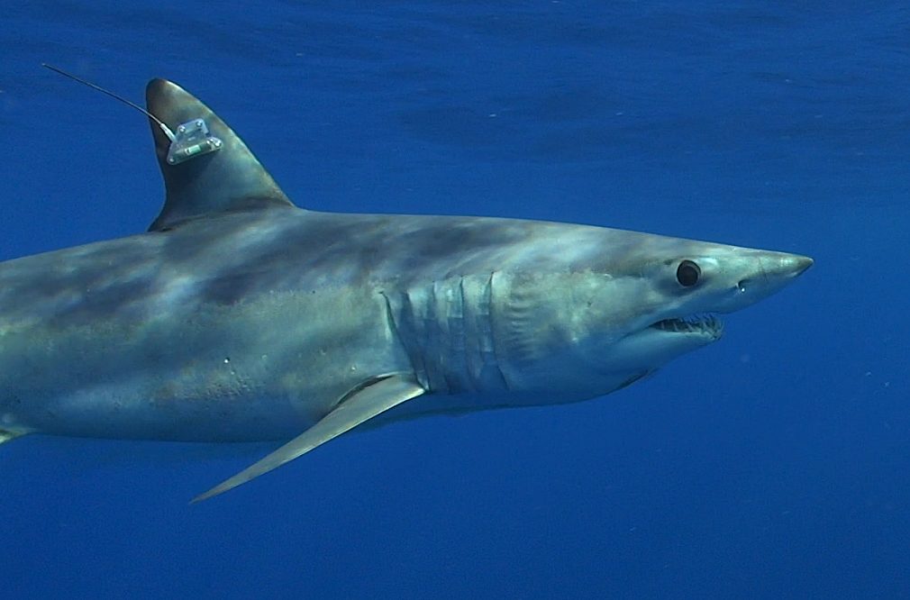 mako mako