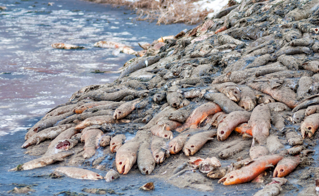 FishKills2 FishKills2