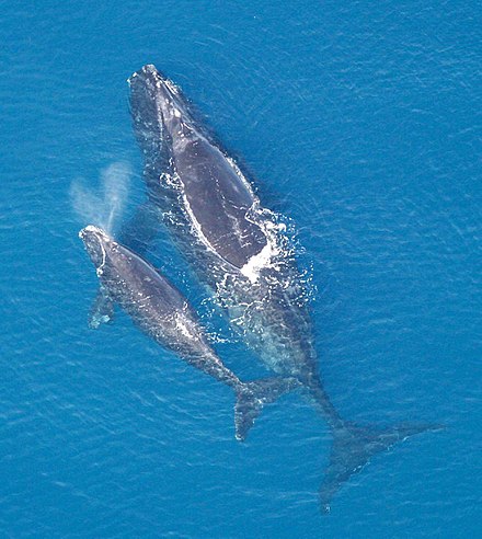 RightWhale RightWhale